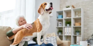Best Anxiety Relief Products for Older Dogs and Cats