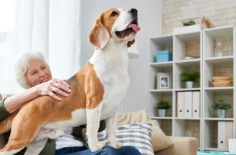 Best Anxiety Relief Products for Older Dogs and Cats