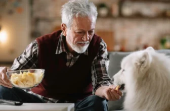 What Are the Best Products for Senior Dogs in 2026?