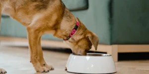 Which Elevated Bowls Are Best for Senior Dogs?