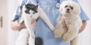 Top Joint Supplements for Aging Dogs and Cats