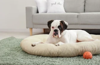 Best Orthopedic Beds for Senior Dogs