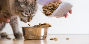 Best Senior Cat Food for Healthy Aging