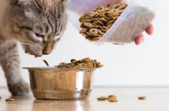 Best Senior Cat Food for Healthy Aging