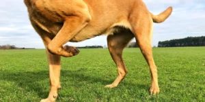 What Are the Signs of Joint Pain in Senior Pets?