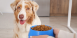 What Should You Feed a Senior Dog for Better Health?