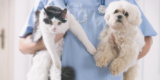 Top Joint Supplements for Aging Dogs and Cats
