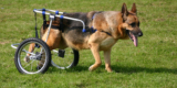 Which Mobility Aids Work Best for Older Dogs?