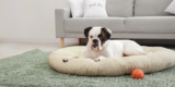 Best Orthopedic Beds for Senior Dogs