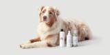 What Are the Best Amazon Products for Senior Pet Care?