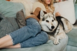 How Do You Make Senior Pets More Comfortable at Home?